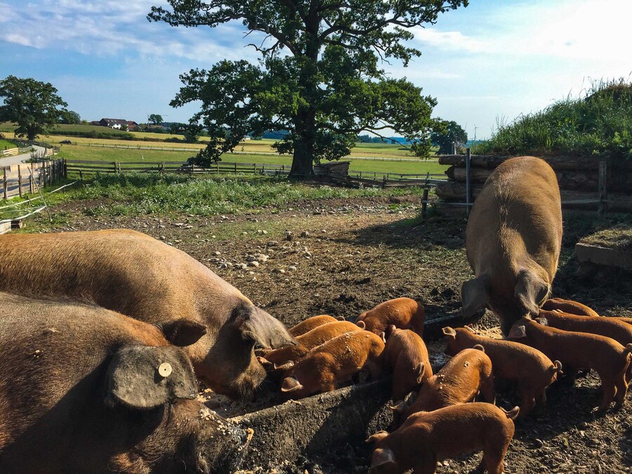 BIO Duroc Schweine mit Ihren Jungen beim Fressen auf Gut Georgenberg