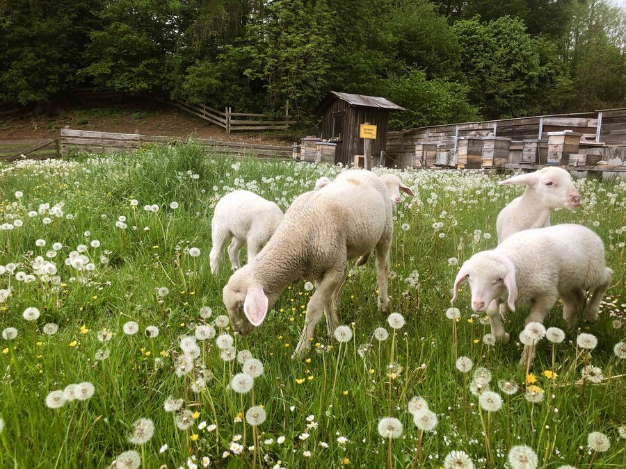 BIO Merino Lämmer in der Blumenwiese auf Gut Georgenberg beim fressen