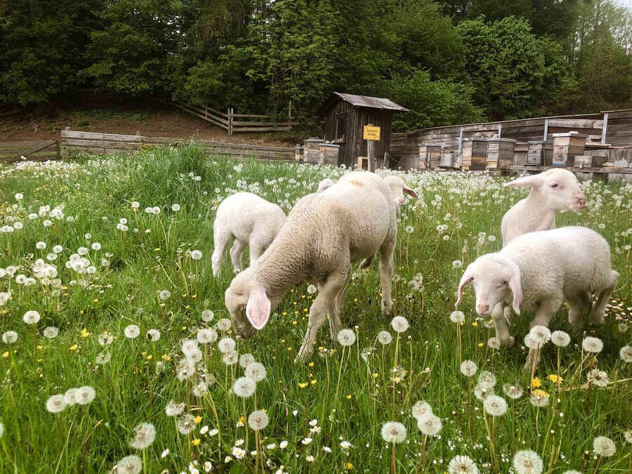 BIO Merino Lämmer in der Blumenwiese auf Gut Georgenberg beim fressen