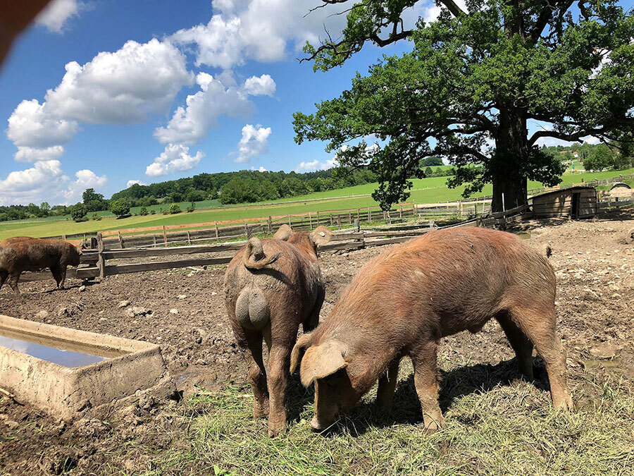 3 BIO Duroc Schweine in ihrem Freigehäge auf Gut Georgenberg